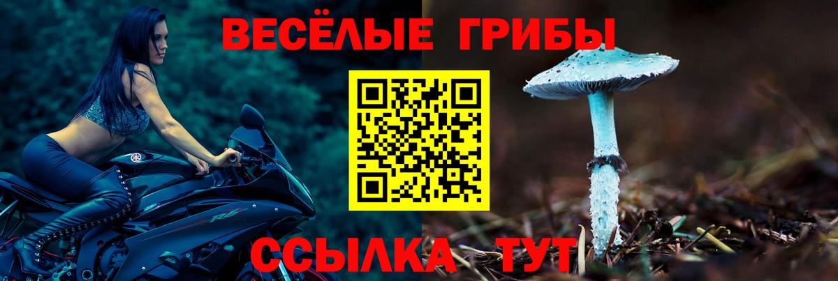 Тайшет  как найти закладки  Вход с VPN  Псилоцибиновые грибы прущие грибы 